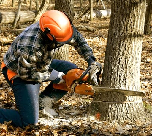 Tree Removal in Purlear, NC